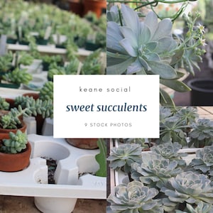 Sweet Succulent Stock Photos with FREE bonus images