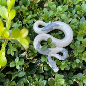 May include: A coiled, light gray snake figurine with darker gray markings, resting amidst a bed of green leaves. The snake's head is visible, with a detailed pattern. The figurine is a decorative item, possibly for a garden or home decor.