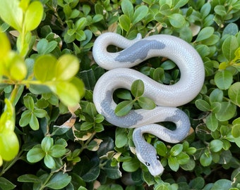 Gray Matter Ball Python Gift / Snake Necklace / Snake Jewelry