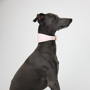 italian greyhound collar