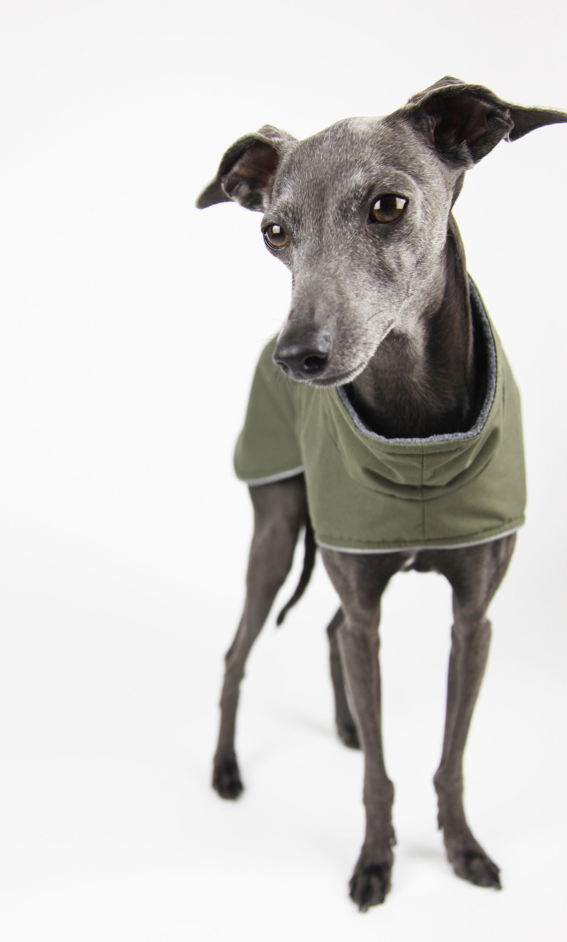 Italian hotsell greyhound coat
