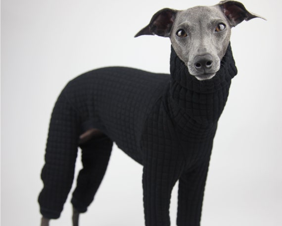 black and white italian greyhound