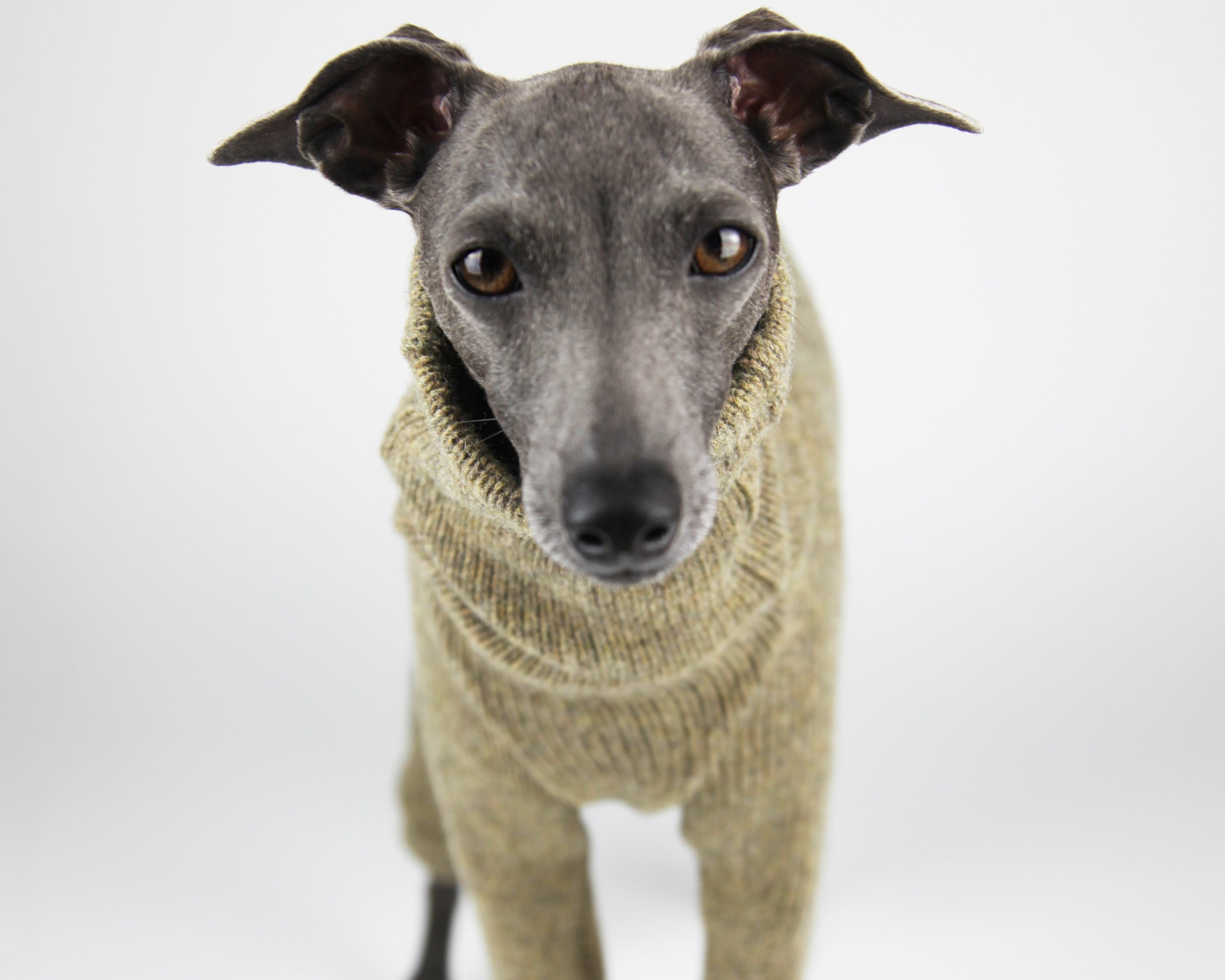 Italienisches Windspiel Kleidung / / italienischen Greyhound Etsy