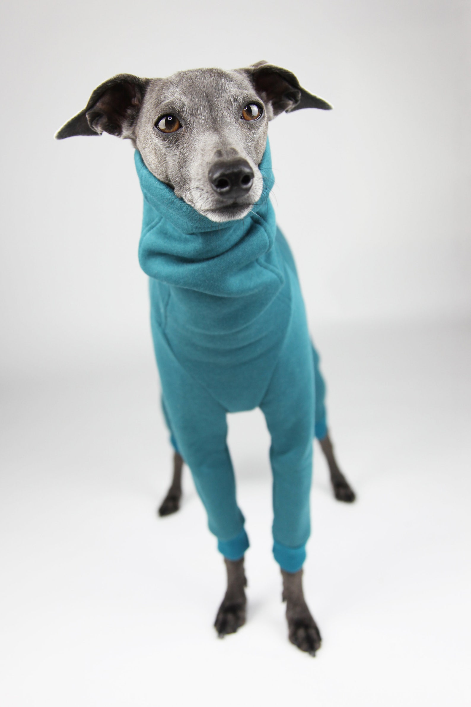 Learn From Iggy: Italian Greyhound Fitness Hacks - r2io49m