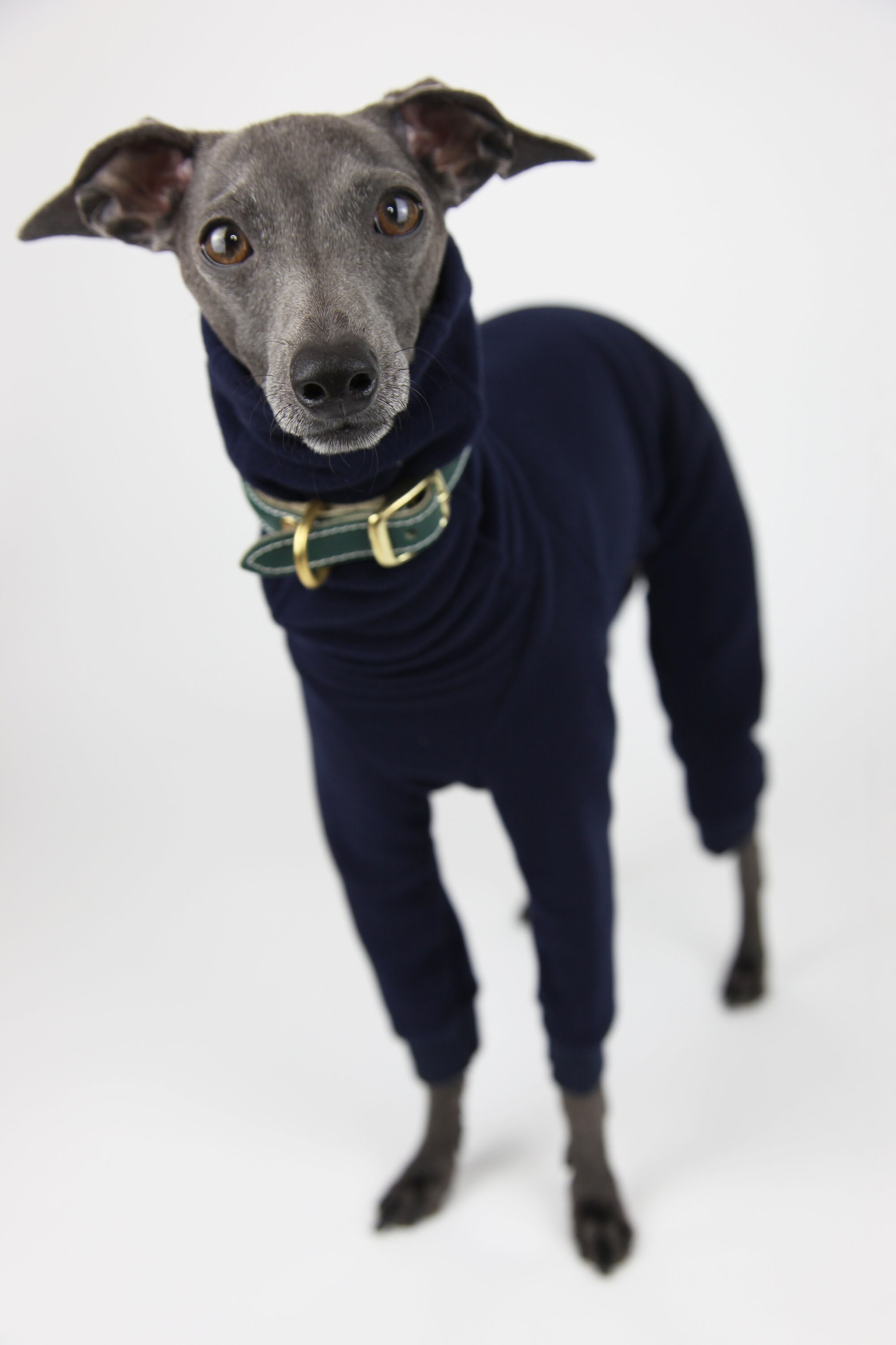 Italian Greyhound Clothing for Winter Iggy Fleece Onesie Dog Etsy