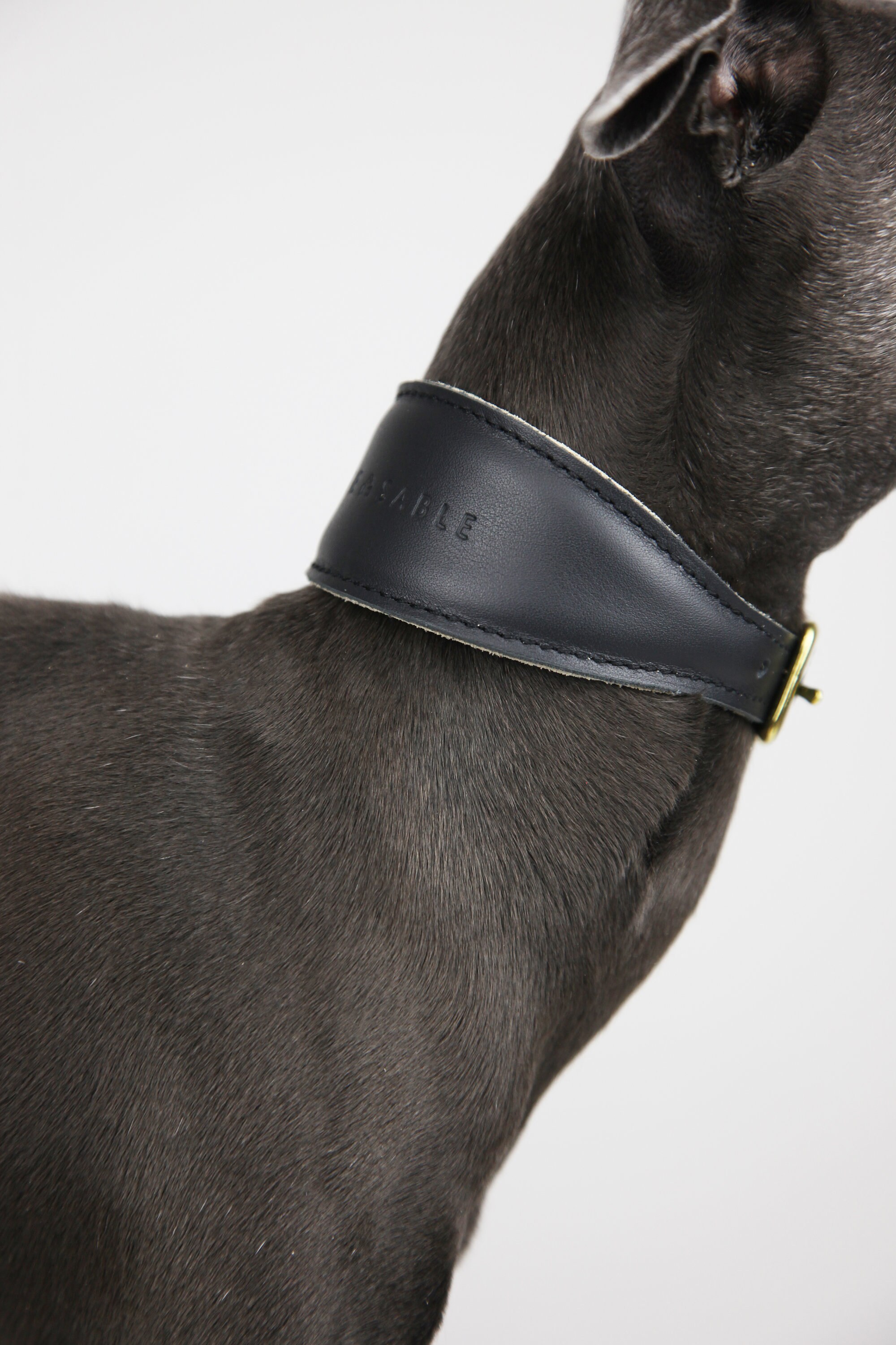 Leather Italian Greyhound Collar BLACK Etsy