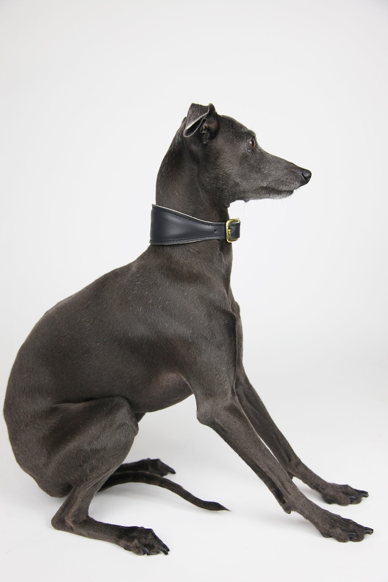 italian greyhound collar