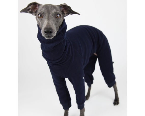 Italian greyhound with clothes Clearance