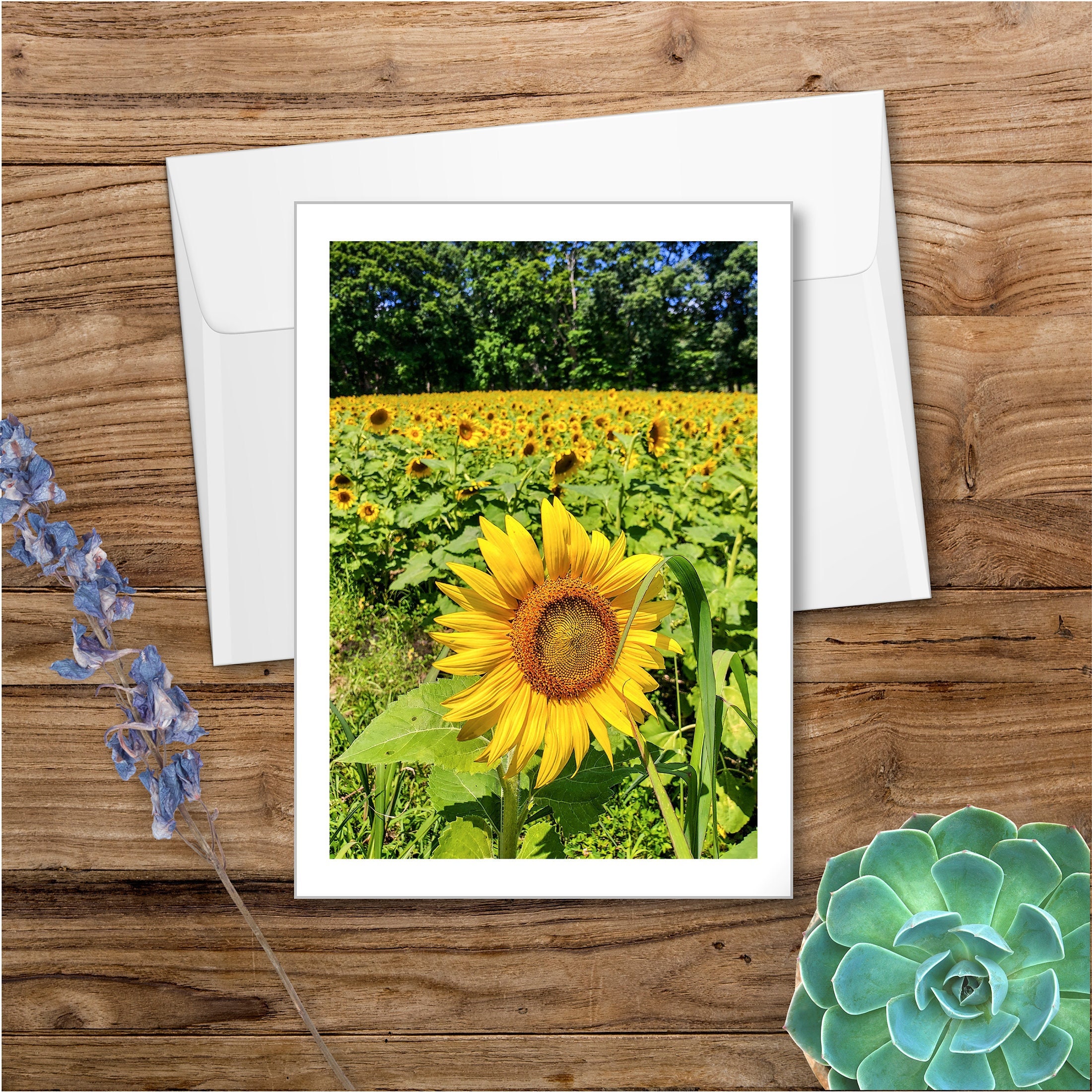 Sunflower Greeting Card, Field of Sunflowers, Photo Greeting Card ...