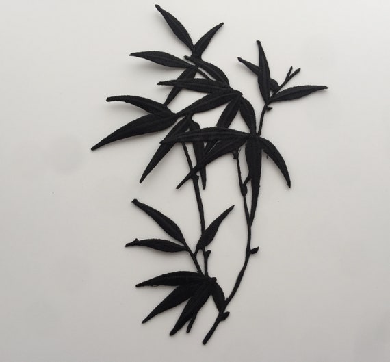 calathea compact Calathea Setosa (Compact Star) For Sale Including Care Guide main image 1