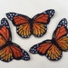 see more listings in the Butterflies  section