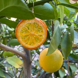 Natural Fruit Jewelry; Orange Earrings