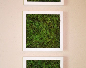 Set of 3 Moss Frames 8x8" - Preserved Moss / Moss Wall Art / Vertical Garden