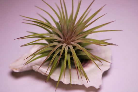 Louisiana Air Plant Oyster / Tillandsia on Oyster Shell | Etsy