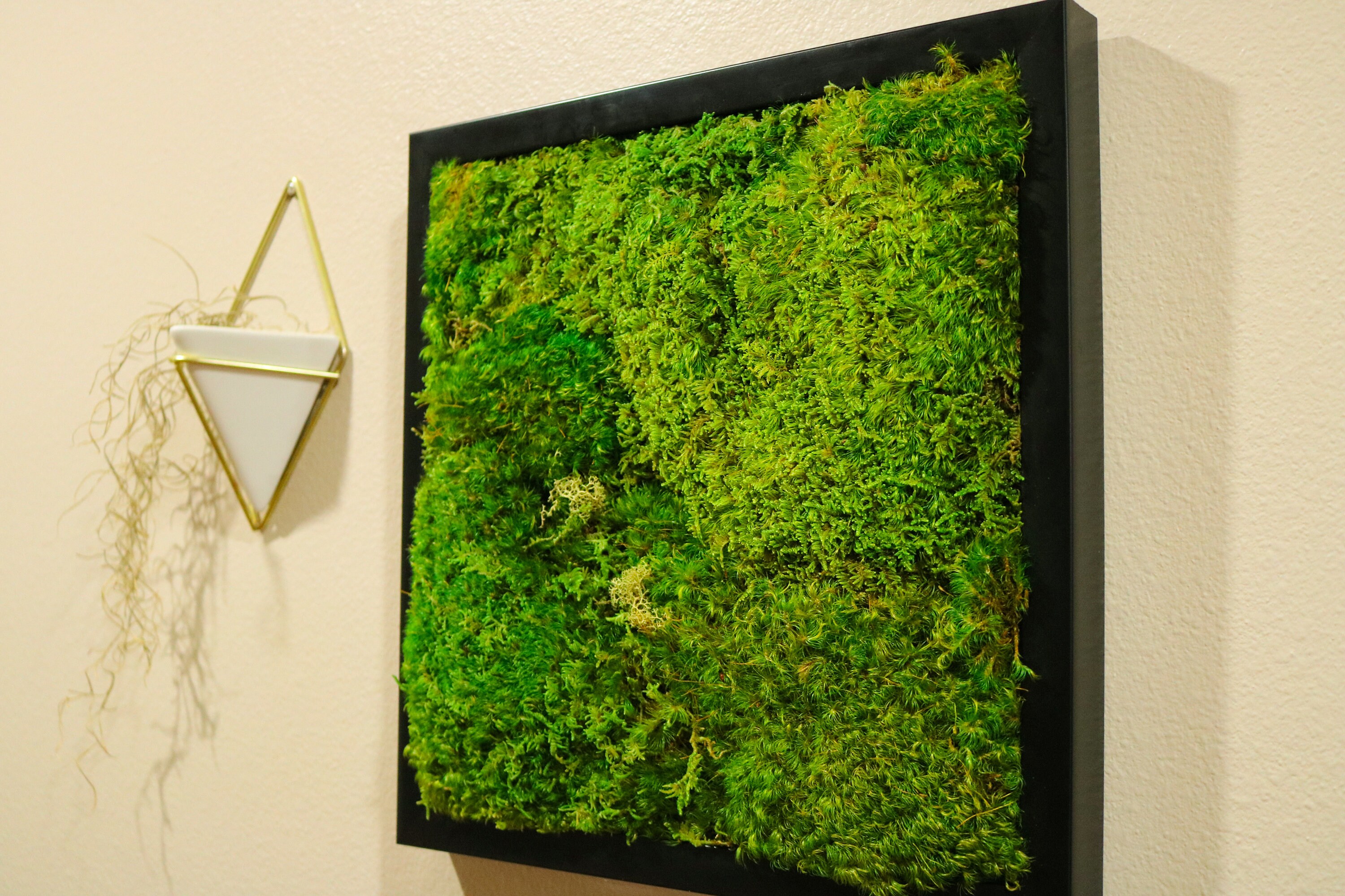 Moss Frames 12x12 Set of 1 or 3 Preserved Moss Wall Etsy UK