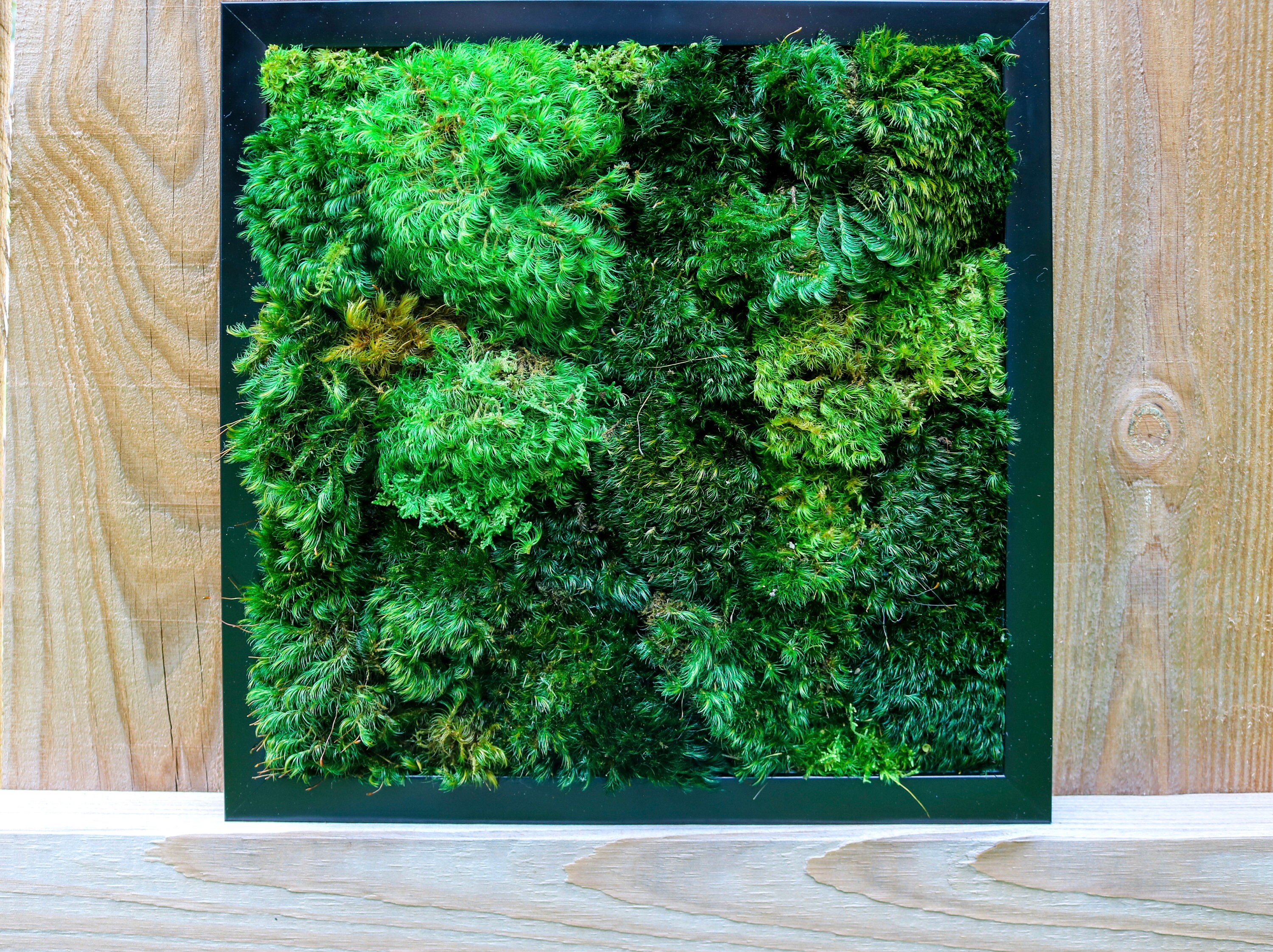 Moss Frames 12x12 Preserved Moss / Moss Wall Art / Vertical Etsy