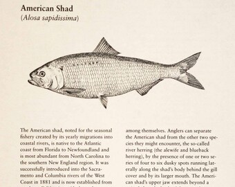 Detailed line drawing. Original copy River Herring 10 x 7