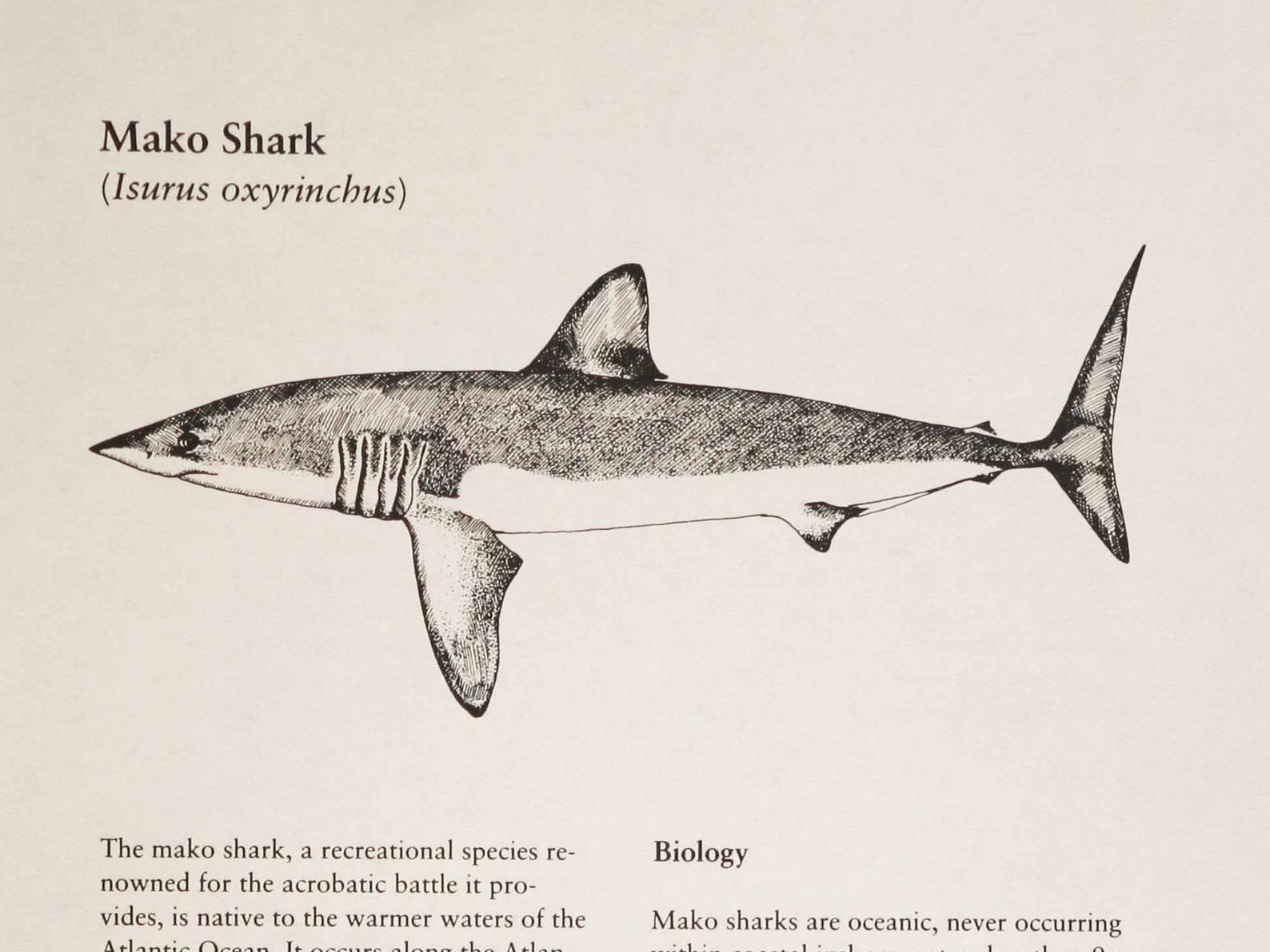 Mako Shark. 10 X 7. Original Copy. Detailed Line Etsy