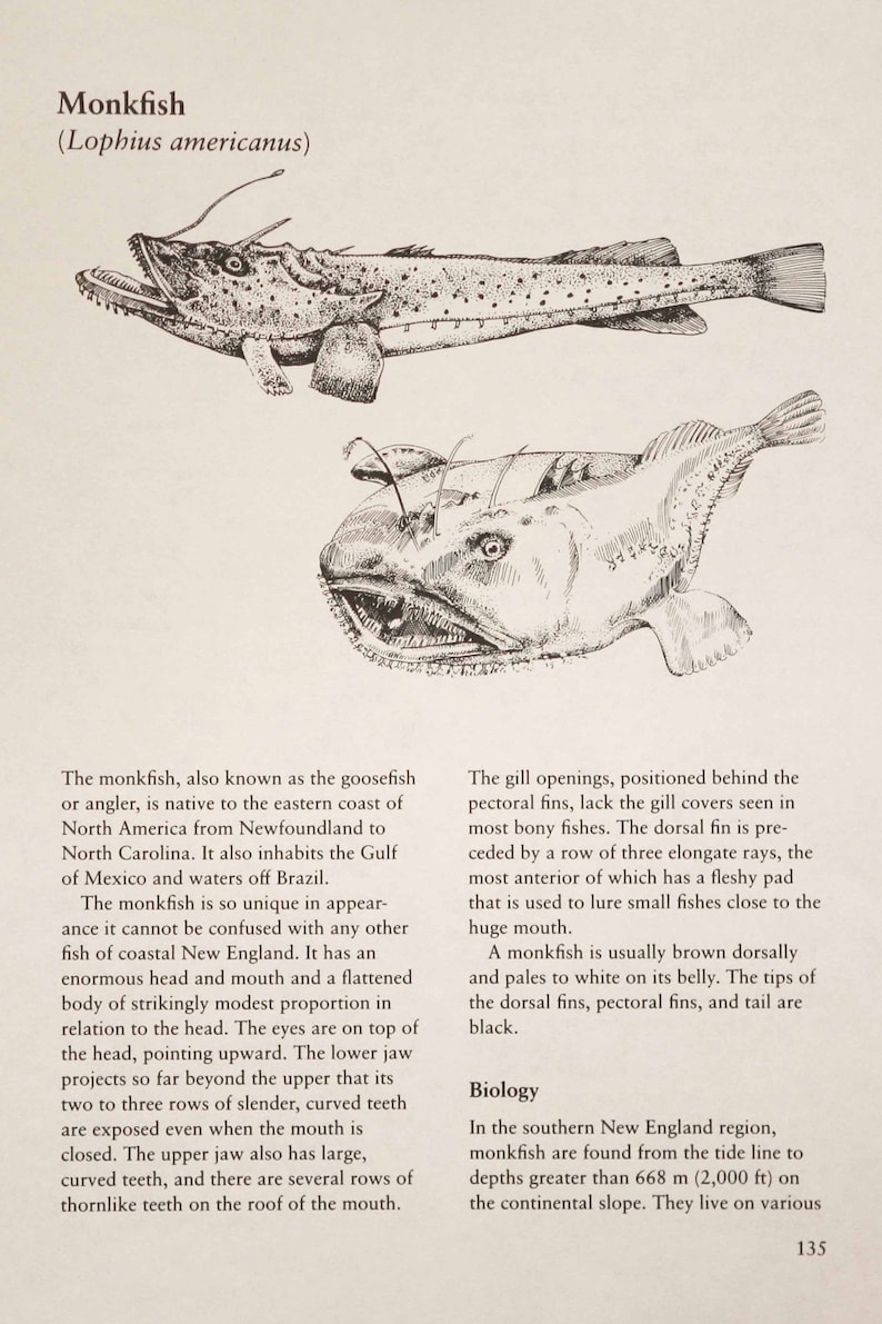 Detailed line drawing. Original copy River Herring 10 x 7