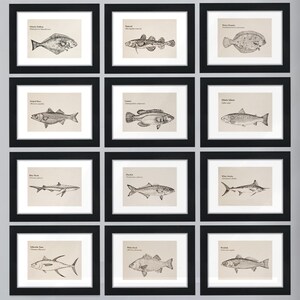 Detailed line drawing. Original copy River Herring 10 x 7