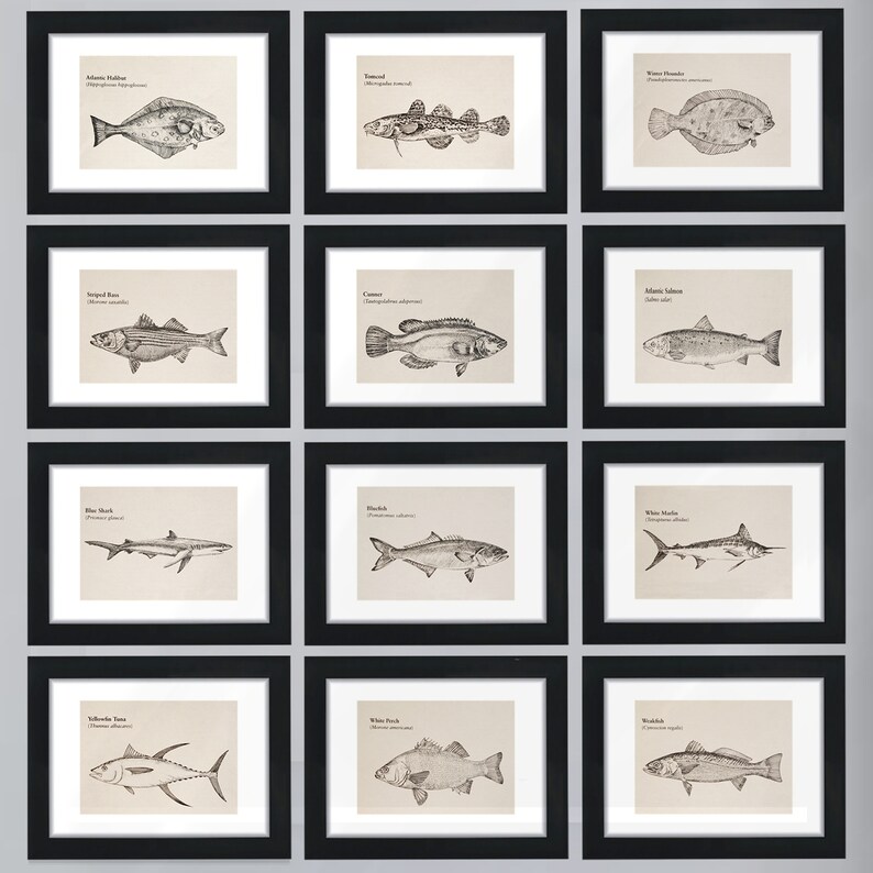 Detailed line drawing. Original copy River Herring 10 x 7
