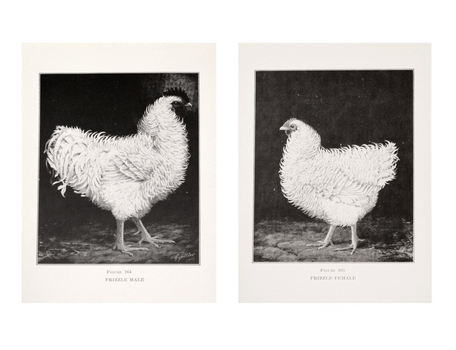 Pair of detailed b&w prints of illustrations of Frizzle Male Etsy