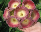 Hoya lauterbachii - big flowers