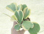 Hoya Kerrii (variegata) at least 7-9 leaves