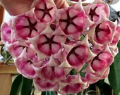 Hoya archboldiana - big flowers