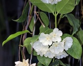 Hoya danumensis