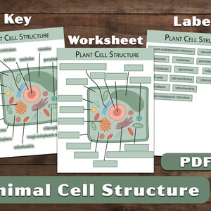 Plant Cell Structure Worksheet: Homeschool Activity Page (PDF)
