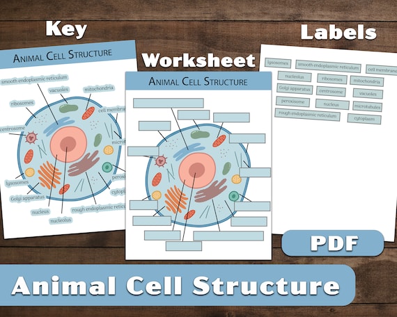 Blank Animal Cell Diagram Worksheet