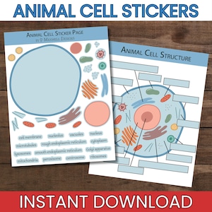 Puede incluir: Dos páginas educativas en tonos azules con los títulos "ANIMAL CELL STICKERS" y "ANIMAL CELL STRUCTURE". Una página presenta un diagrama de célula en blanco con pegatinas, la otra un diagrama de célula etiquetado. El texto "INSTANT DOWNLOAD" está en la parte inferior.
