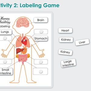 Human Anatomy Printable. Homeschool Preschool Curriculum | Etsy