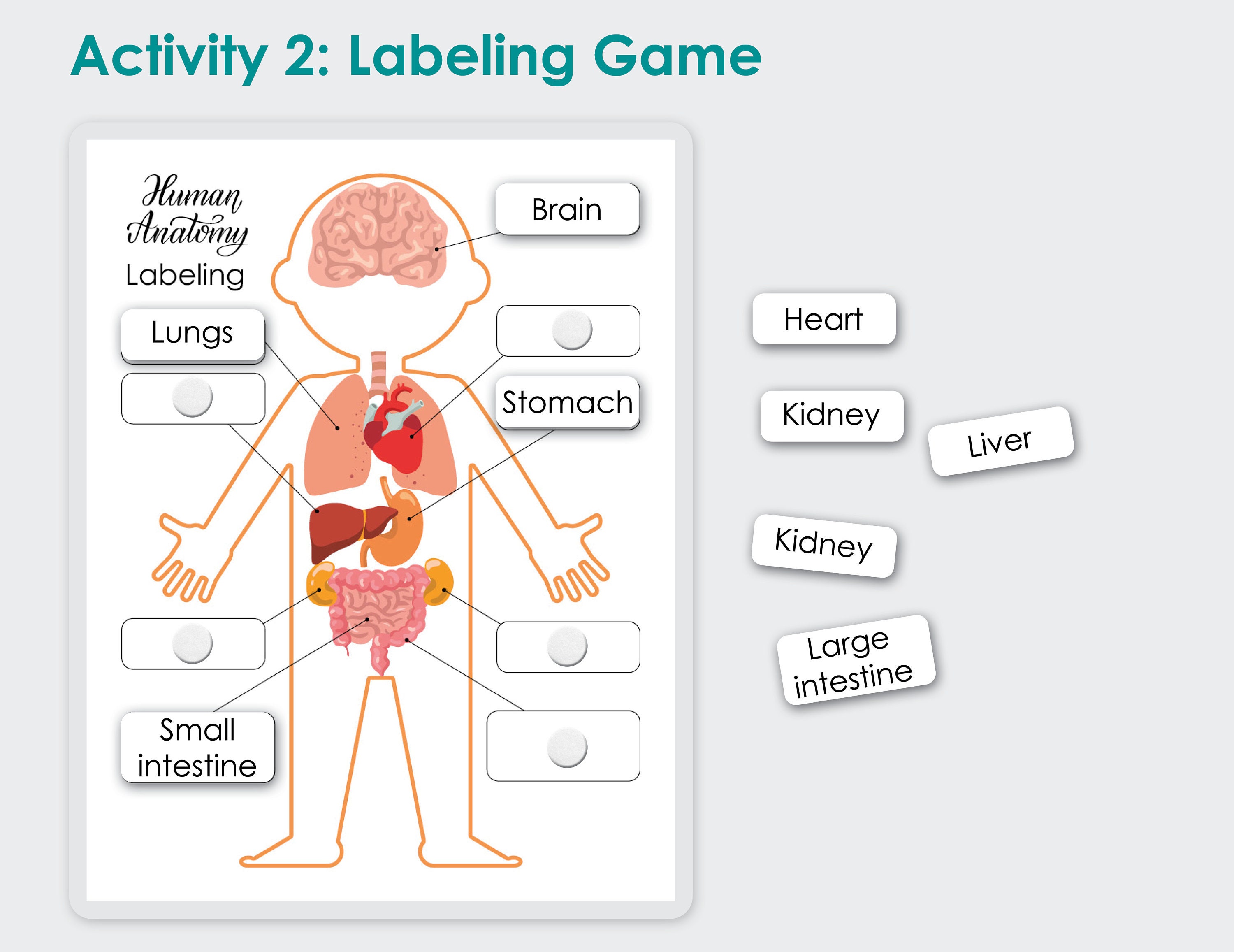 Human Anatomy Printable. Homeschool Preschool Curriculum. My Etsy