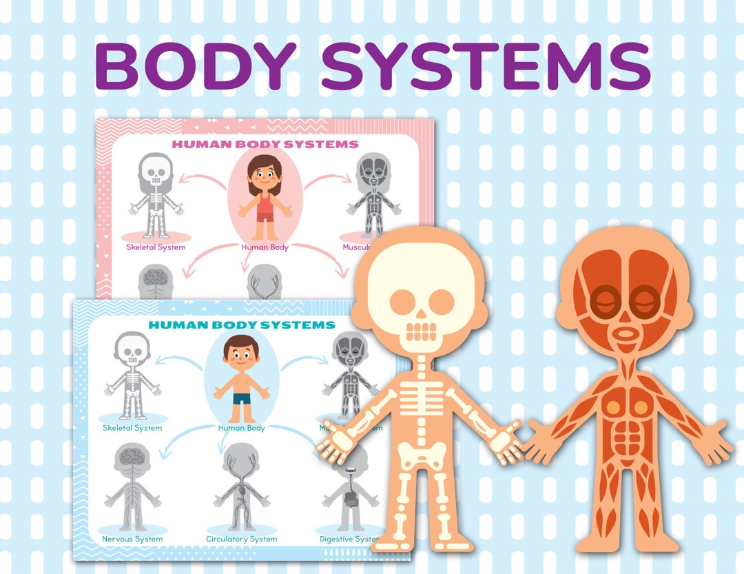 Human Body Systems Printable Learning Anatomy Pack. Preschool, Pre-k ...