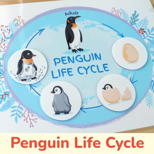 May include: A colourful chart illustrating the penguin life cycle. It shows an adult penguin, a penguin egg, a chick hatching from an egg, and a baby penguin. The chart is titled "Penguin Life Cycle".
