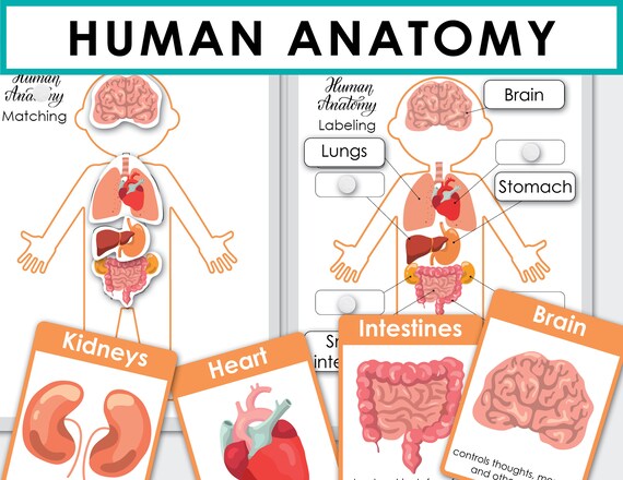 Human Anatomy Printable. Homeschool Preschool Curriculum | Etsy