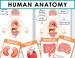 Human Anatomy Printable. Homeschool, Preschool Curriculum. My Body Printable Activity. 