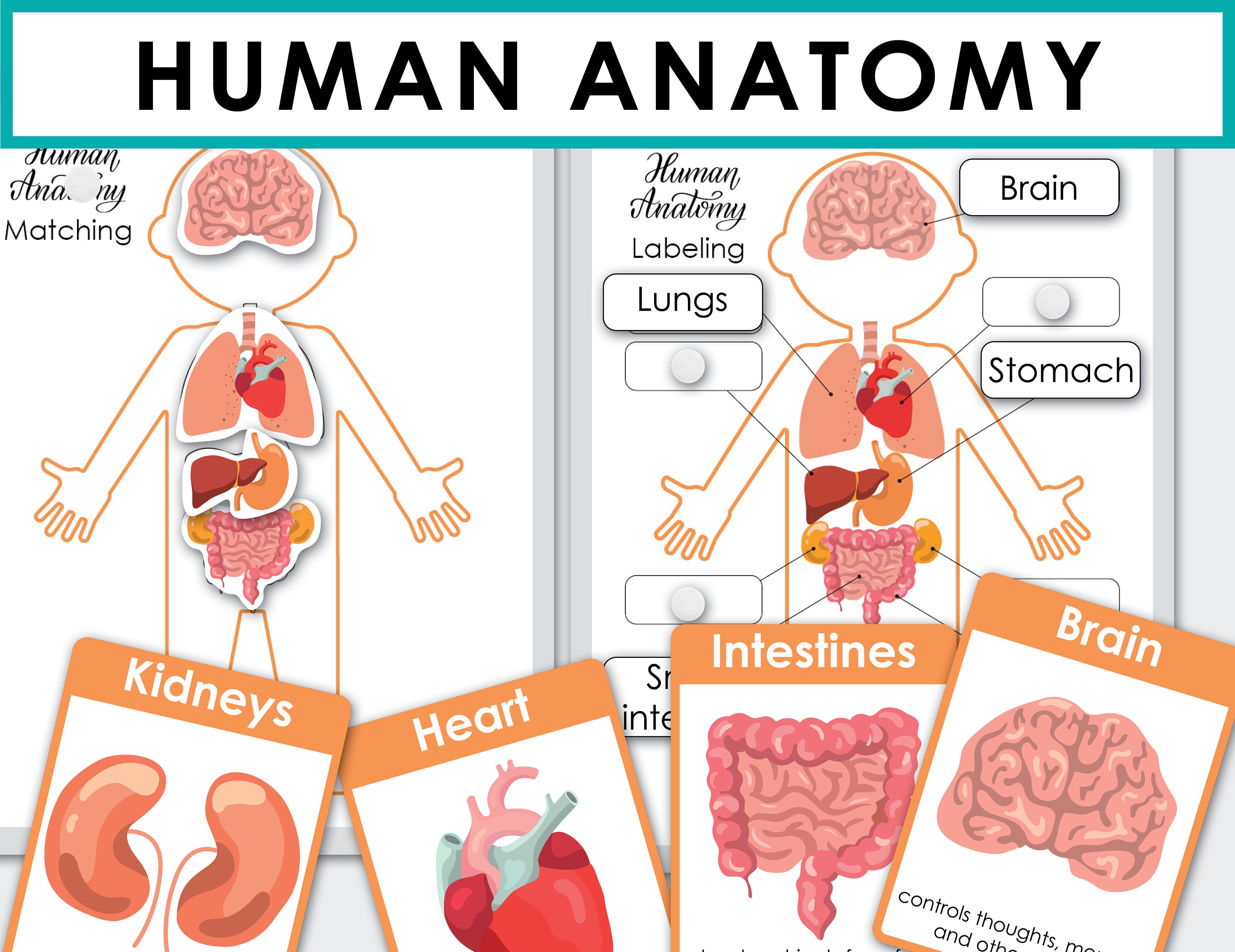 Human Anatomy Printable. Homeschool Preschool Curriculum. My Etsy