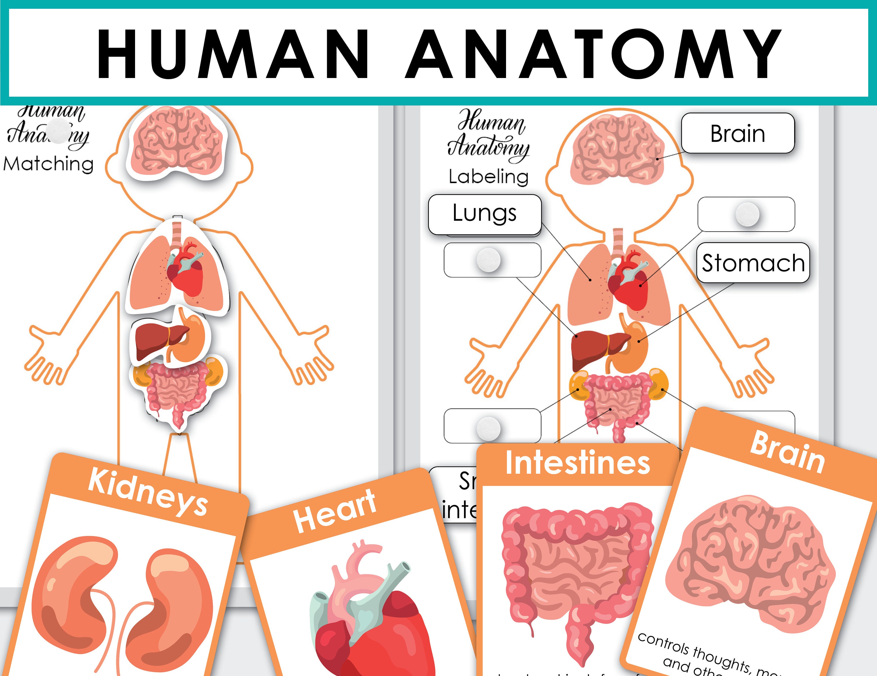 human-anatomy-printable-homeschool-preschool-curriculum-my-etsy