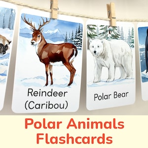 Tarjetas didácticas de animales polares: Tarjetas didácticas imprimibles para jardín de infantes de preescolar para niños pequeños. Actividad educativa en el hogar, material de aprendizaje en el aula