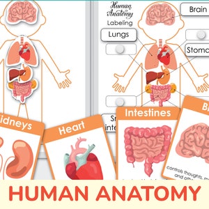 Human Anatomy Printable. Homeschool, Preschool Curriculum. My Body Printable Activity.