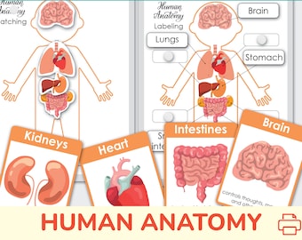 Human Anatomy Printable. Homeschool, Preschool Curriculum. My Body Printable Activity.
