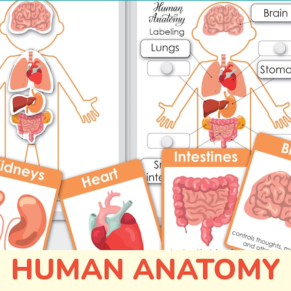 Anatomie humaine imprimable. École à la maison, programme préscolaire. Activité imprimable Mon corps.