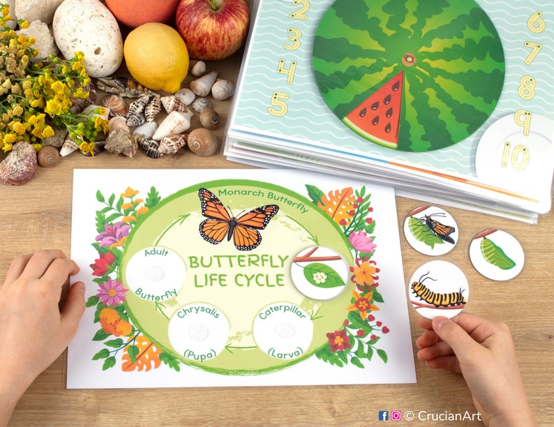 May include: A colorful educational chart illustrating the life cycle of a monarch butterfly. The chart features a circle with the stages of the butterfly's life cycle: egg, larva, pupa, and adult. The chart also includes a picture of a monarch butterfly.