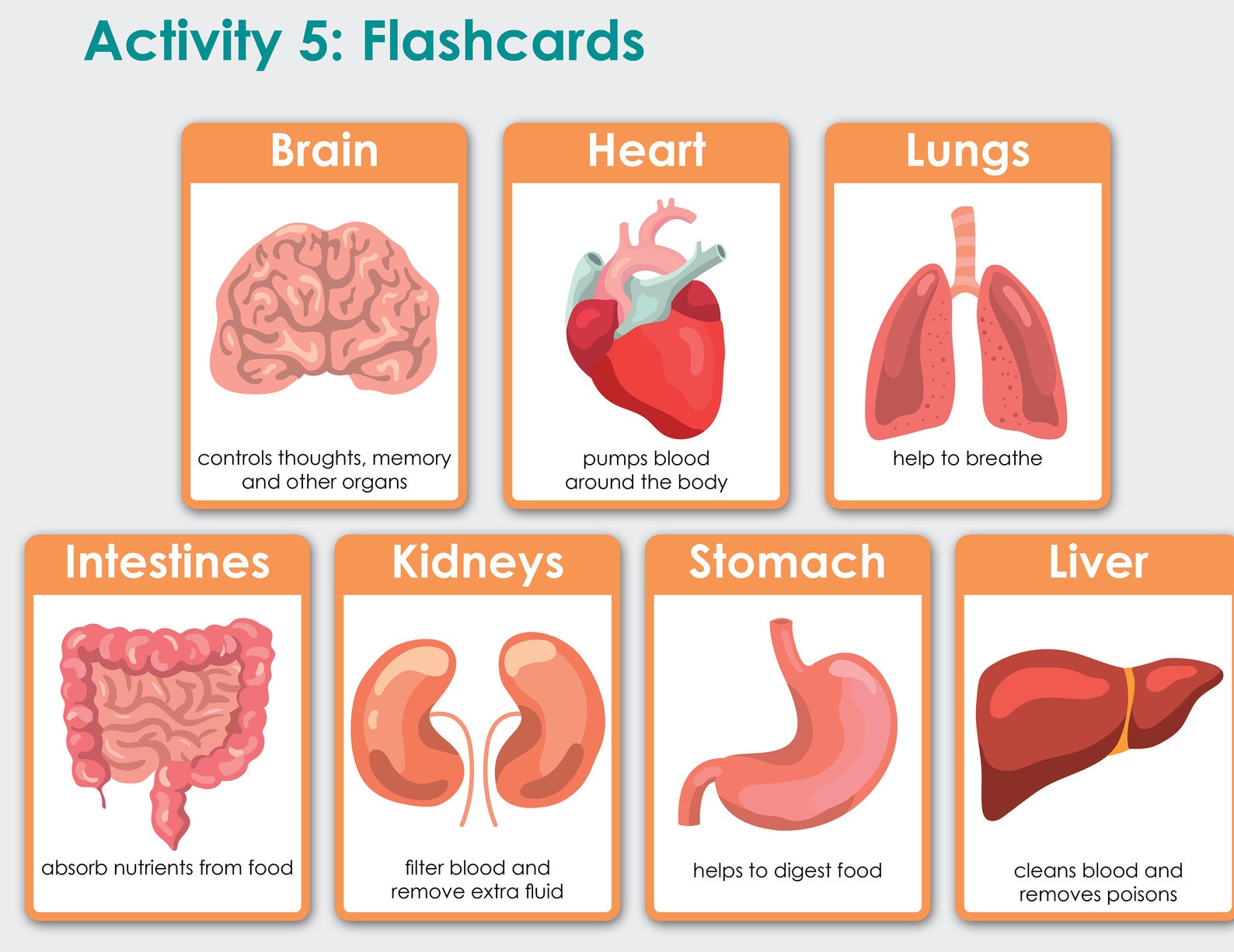 Human Anatomy Printable. Homeschool Preschool Curriculum Biology Diagrams