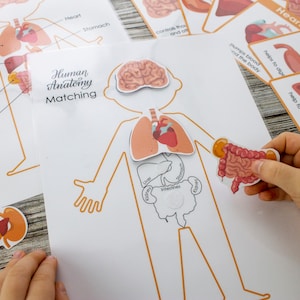 Human Anatomy Printable. Homeschool Preschool Curriculum | Etsy