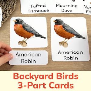 Tarjetas de 3 partes de pájaros del patio trasero de América del Norte. Materiales de aprendizaje imprimibles para la identificación de aves, recursos educativos sobre la naturaleza, educación en el hogar
