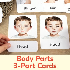 男の子用と女の子用の体の部位を示す 3 部構成のカード。体の識別学習アクティビティ。幼稚園、教室で印刷できる教育リソース。